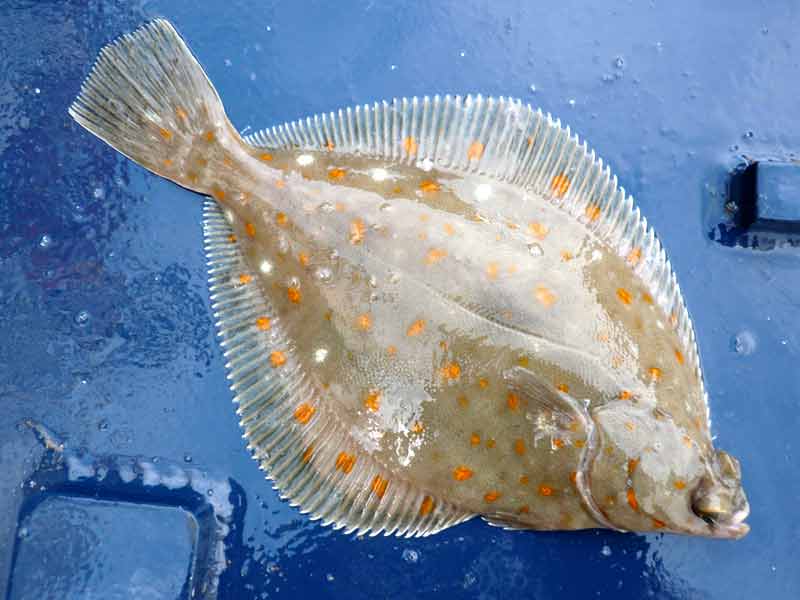 Rauðspretta heil á roði