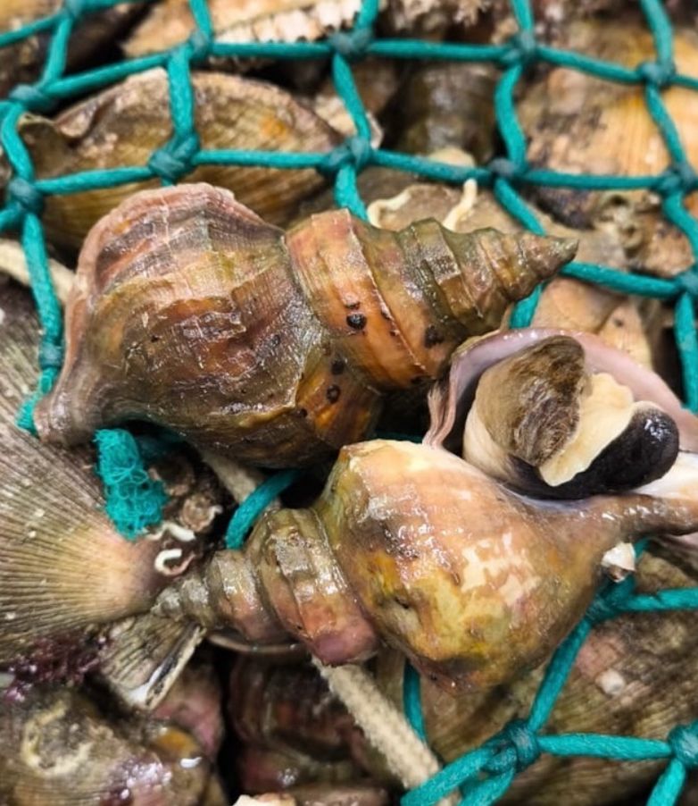 Beitukóngur - Sæsniglar 