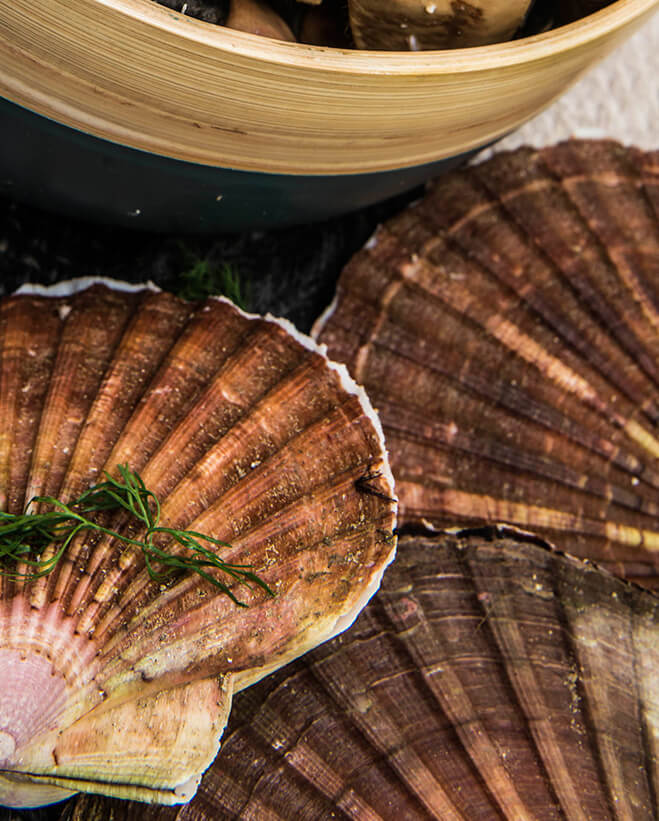 Norsk Hörpuskel – King scallop 