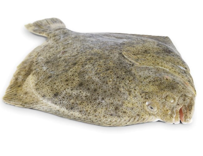 Turbot / Sandhverfa