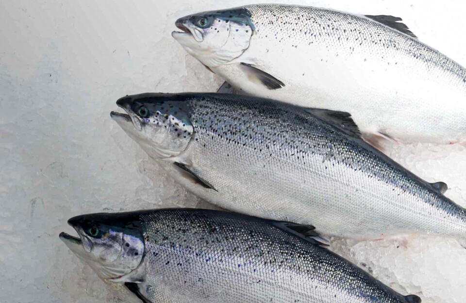 Ferskur heill lax , Landeldi 