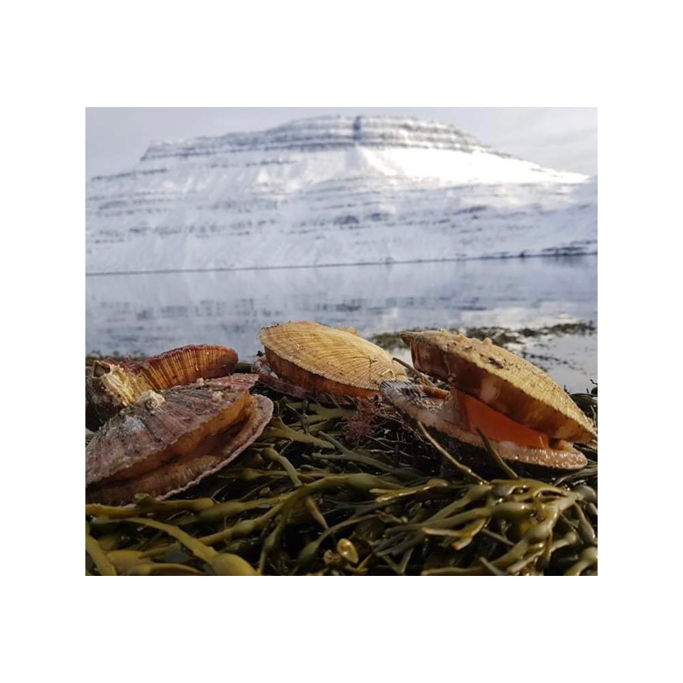 Hörpudiskur, ferskur 