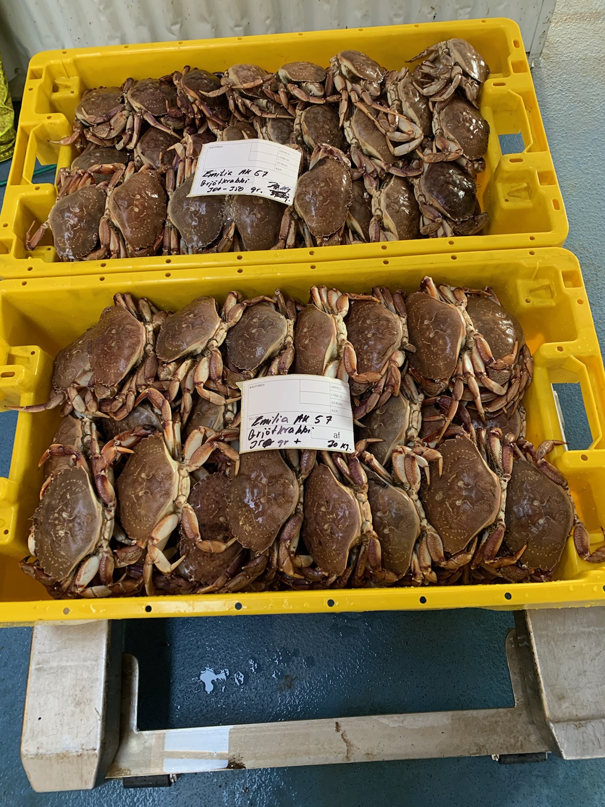 Lifandi Grjótkrabbi 